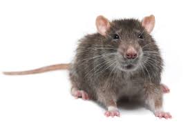 rata de alcantarilla Control y exterminación de Ratas