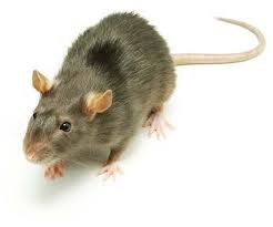 roedores Control y exterminación de Ratas