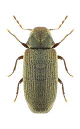 Anobium punctatum Anóbidos Carcoma