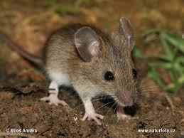 prevencion de plagas roedores Control y prevención de plagas Madrid