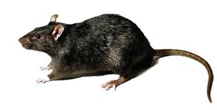 rata de tejados Control y exterminación de Ratas