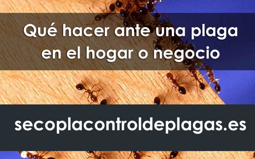 He encontrado una plaga: ¿Qué hacer y cómo prevenirla?
