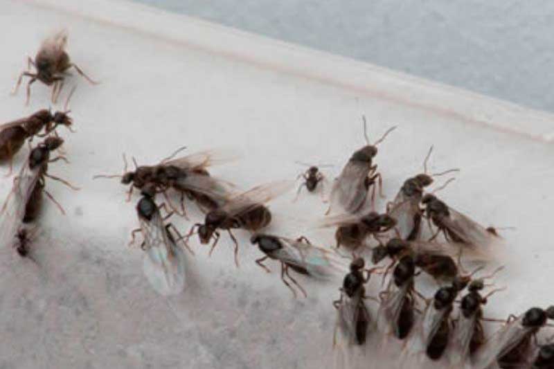 Hormigas voladoras en Madrid