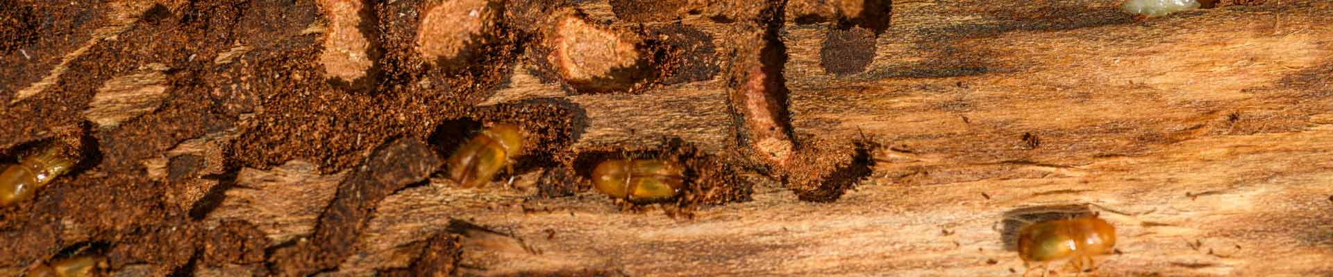 servicio insectos madera Insectos de la madera